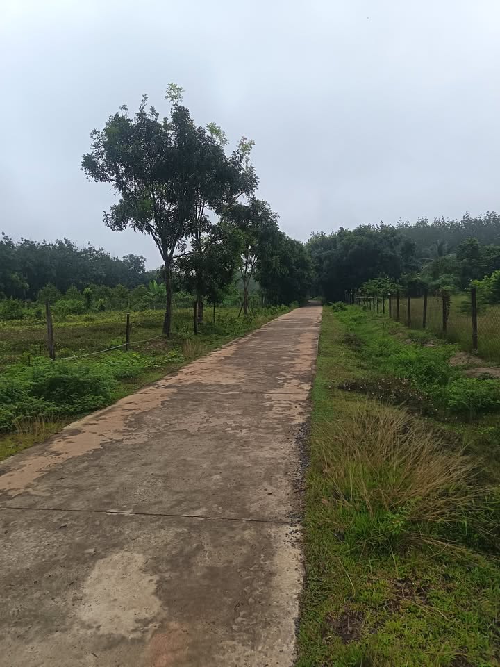 Đất thổ cư Lộc Hưng, Lộc Ninh 780m² - Giá thỏa thuận hấp dẫn!