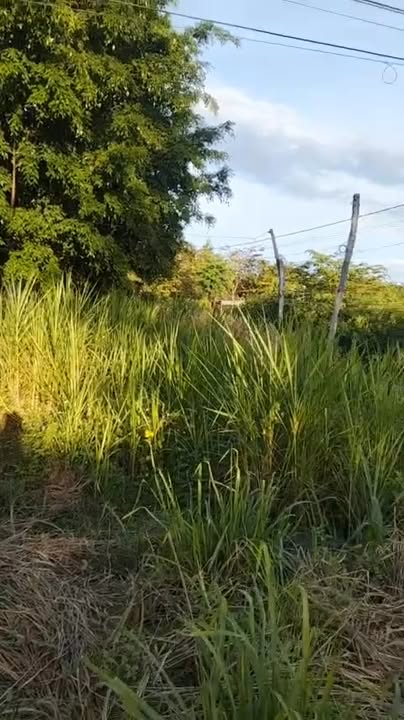 Đất lô góc 2 mặt tiền ĐT756, Lộc Quang, 315m² giá 700 triệu - Cơ hội đầu tư tuyệt vời!