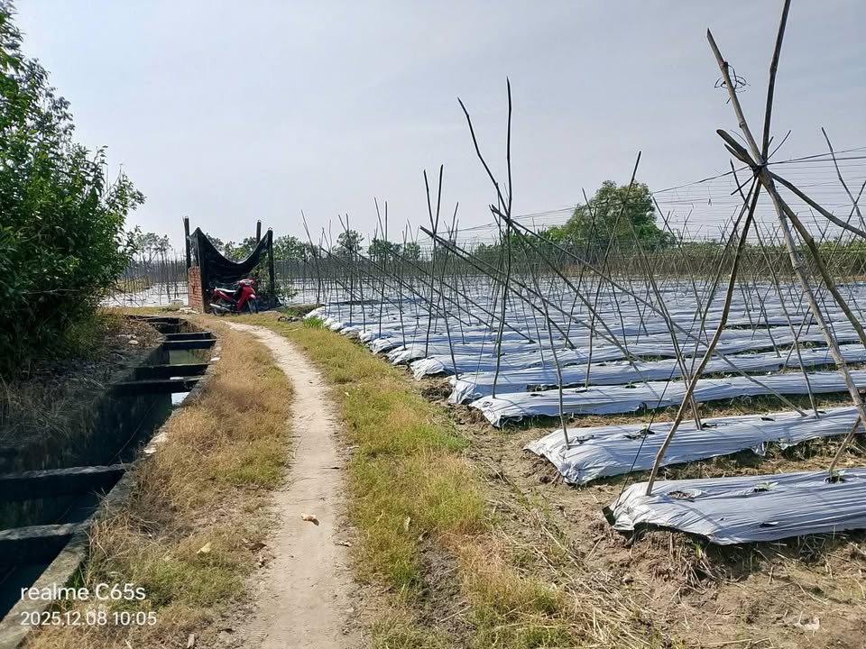 Đất Nền Nhuận Đức, Củ Chi 1580m² giá 7.2 tỷ - Đất thổ cư sổ hồng chính chủ!