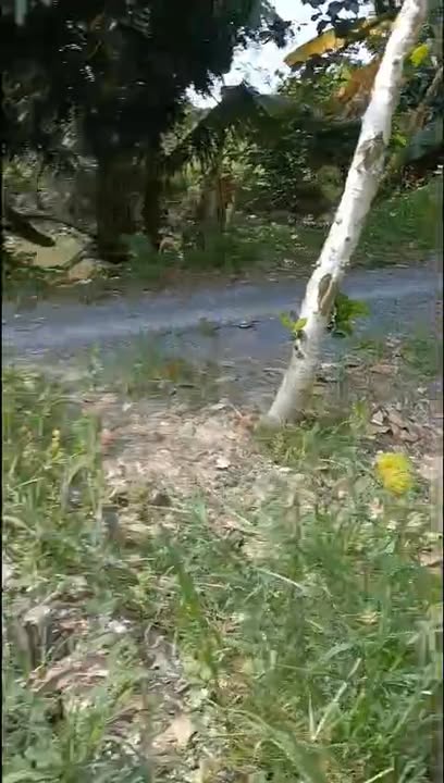 Đất cho thuê 30 công tại xã Thanh Mỹ, Tháp Mười - Giá chỉ 5.2 triệu/công/tháng!