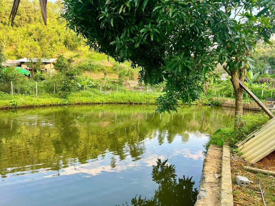 Nhà vườn mini 2000m² tại Cốc Lếu, Lào Cai - Sổ đỏ đầy đủ, giá chỉ 2 tỷ!