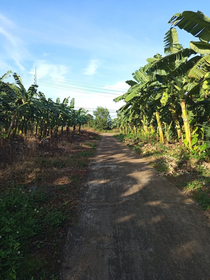 Đất nền Hòa Phú Buôn Ma Thuột 1800m² giá 800 triệu - Pháp lý rõ ràng, thích hợp xây nhà vườn!