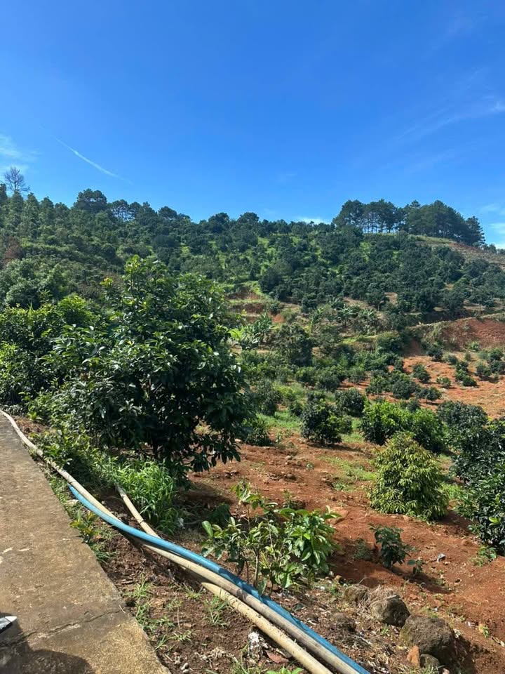 Đất nền Nam Ban 1ha giá 850 triệu - Đầu tư sinh lời hấp dẫn!