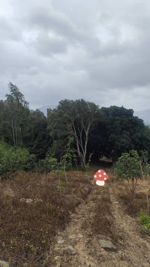 Lô vườn xoài 2,2HA tại Cam Phước Đông giá 3,3 tỷ - Đường ô tô tới nơi!