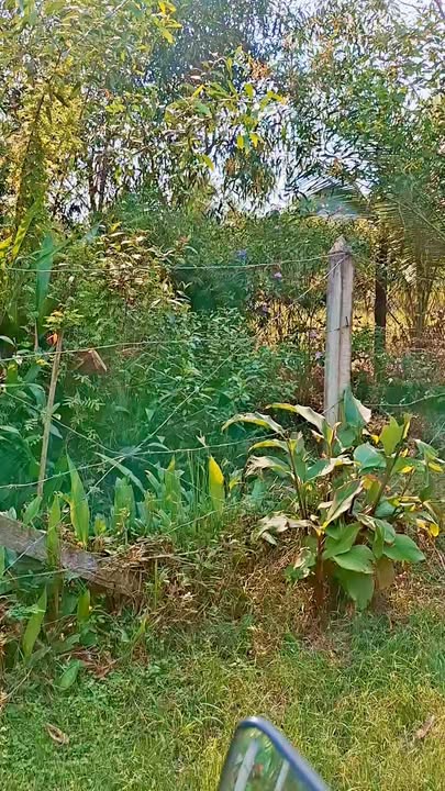 Đất vườn Trung An, Củ Chi 520m² giá 1.1 tỷ - Bán gấp chính chủ!