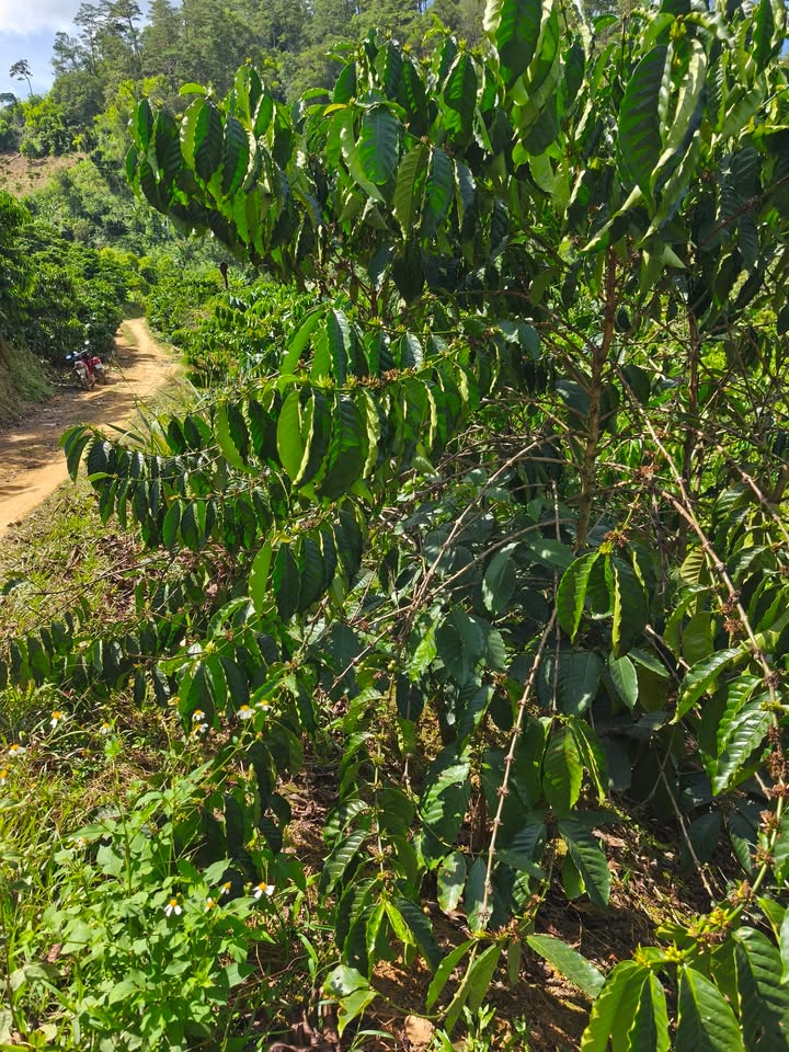 Đất nền 8 sào Liêng Srônh - Đam Rông chỉ 770 triệu, đầu tư sinh lời ngay!