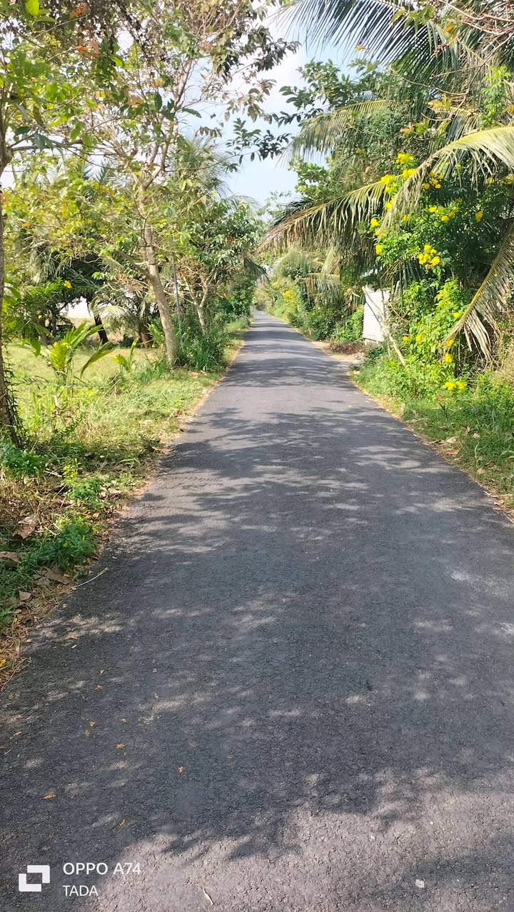 Đất nền 3.1 công xã Tam Bình, Vĩnh Long giá 1.6 tỷ - Đường nhựa 5 tấn