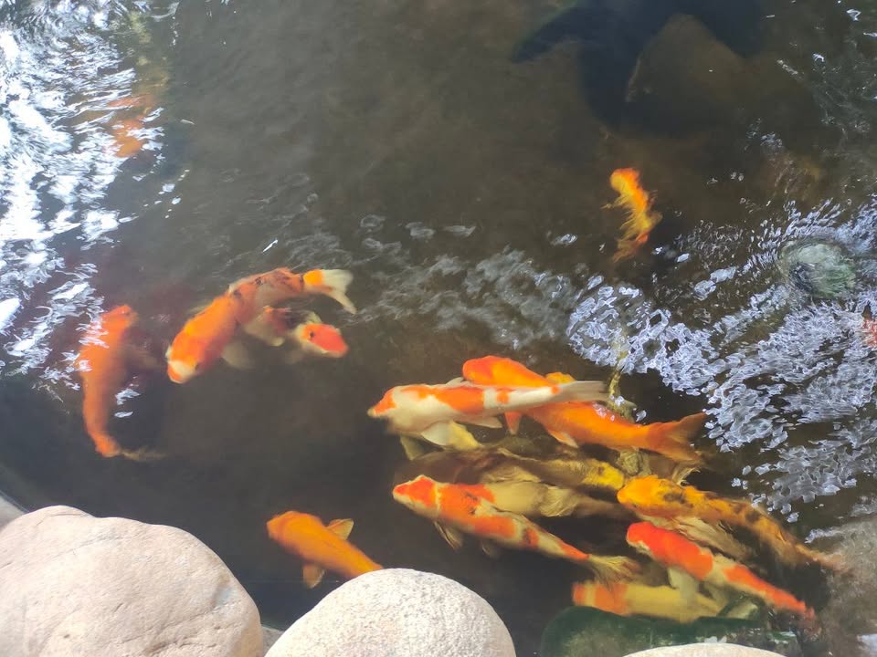 Đất nền KDC Lê Quý Đôn, Quảng Ngãi 90m² - View công viên, giá chỉ 1.7 tỷ!