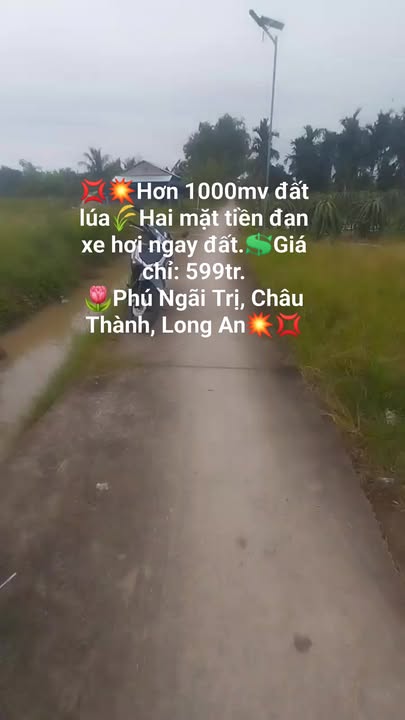 Đất lúa 1000m² tại Phú Ngãi Trị, Châu Thành chỉ 599 triệu - Cơ hội đầu tư tuyệt vời!
