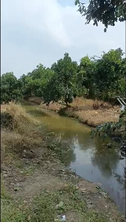 Đất vườn cho thuê tại xã Thanh Mỹ, Đồng Tháp - 15 công chỉ 6 triệu/tháng!