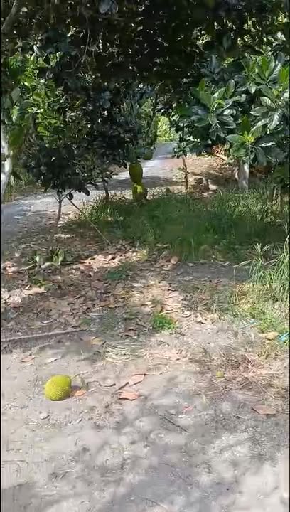 Đất nông nghiệp cho thuê tại xã Thanh Mỹ, Đồng Tháp - 30 công chỉ 5,2 triệu/công/tháng