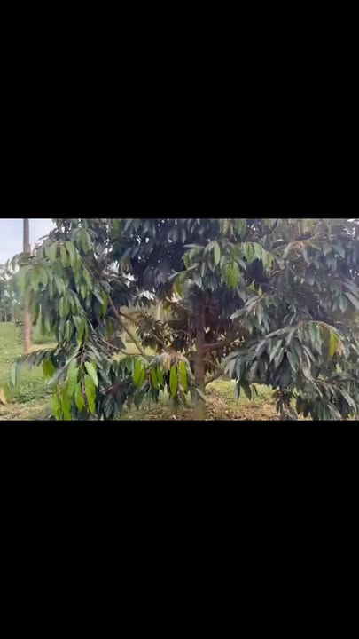 Farm 1ha xã Cuôr Đăng, Cư M'gar giá 8 tỷ - Tiềm năng đầu tư lớn!