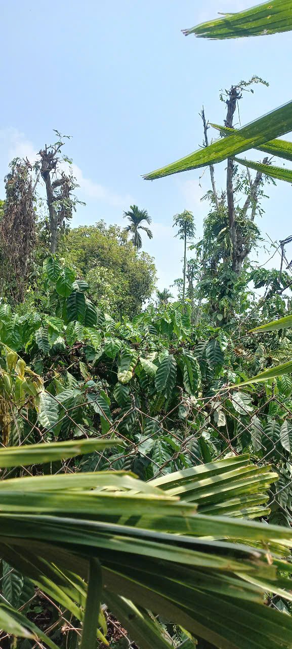 Đất nền Cao Thắng, Ea Kao 500m² giá chỉ 1 tỷ - Sổ đỏ chính chủ, đầu tư sinh lời!