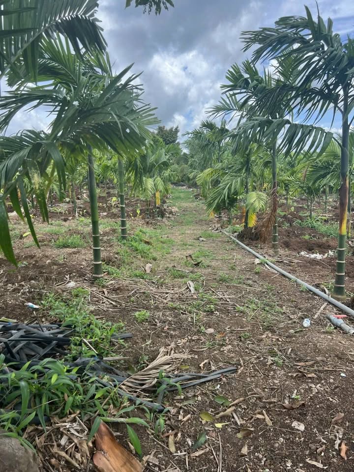 Đất rẫy Cư Suê 1ha1 giá 3.3 tỷ - Cơ hội đầu tư tuyệt vời!