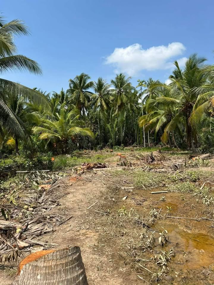 Đất vườn 1000m² xã Thạnh Ngãi, Mỏ Cày Bắc giá 600 triệu - Cơ hội đầu tư tuyệt vời!