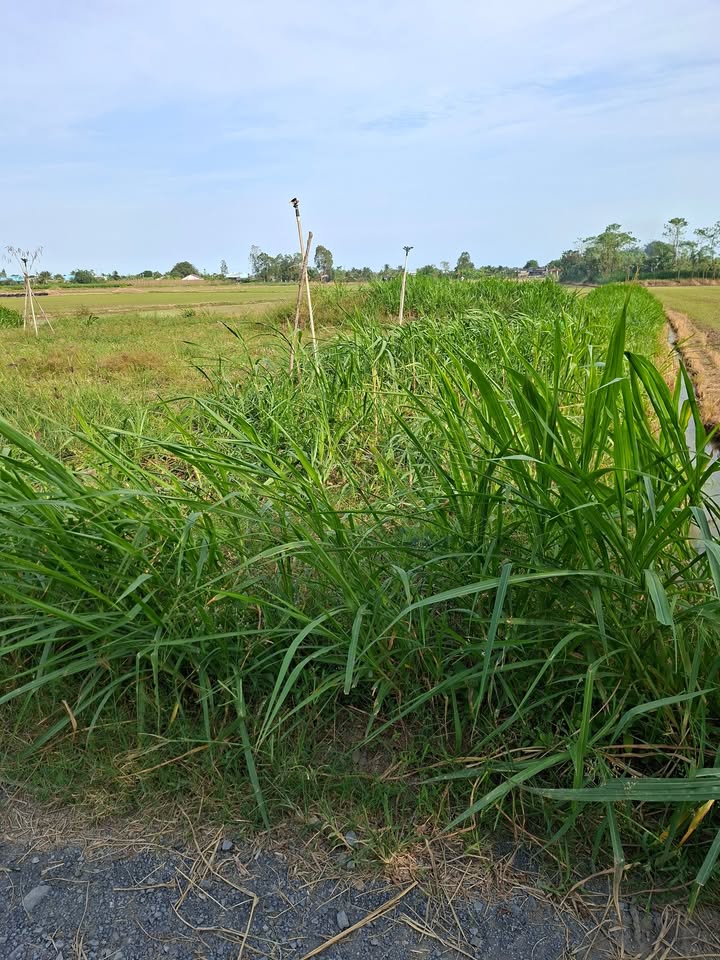 Đất nền Ấp Bà Lẫy, xã Tăng Hòa, Gò Công Đông 980m² giá 950 triệu - Đầu tư sinh lời ngay!