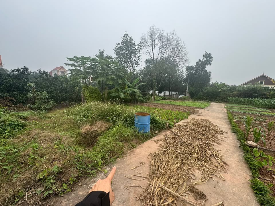 Đất phân lô Vân Nam - Phúc Thọ 41.8m² giá 1 tỷ - Sổ đỏ chính chủ