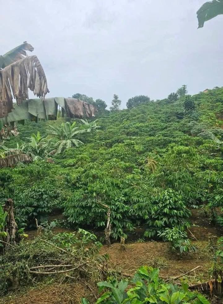 Lô đất 360m² Thôn An Bình, Lộc An giá 500 triệu - Cách đường nhựa chỉ 70m!