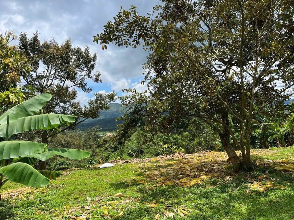 Đất Phường 3 Bảo Lộc 3.600m² giá 5.5 tỷ - Pháp lý rõ ràng, Sẵn sàng ở ngay!