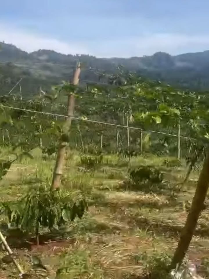 Đất vườn 9.2 sào tại Lộc Bắc, Bảo Lâm giá 1.55 tỷ - Pháp lý rõ ràng, thu nhập ổn định!