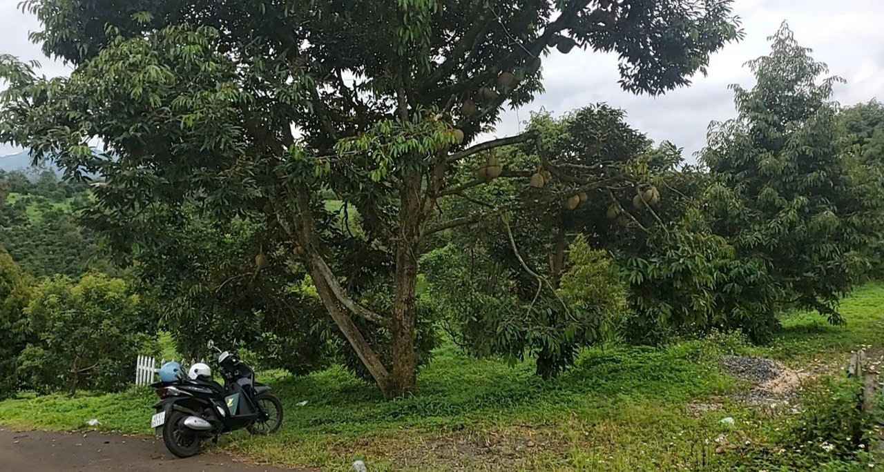 Đất nền thôn 5 Lộc An 1219m² giá 1.2 tỷ - Sẵn nguồn thu ổn định!