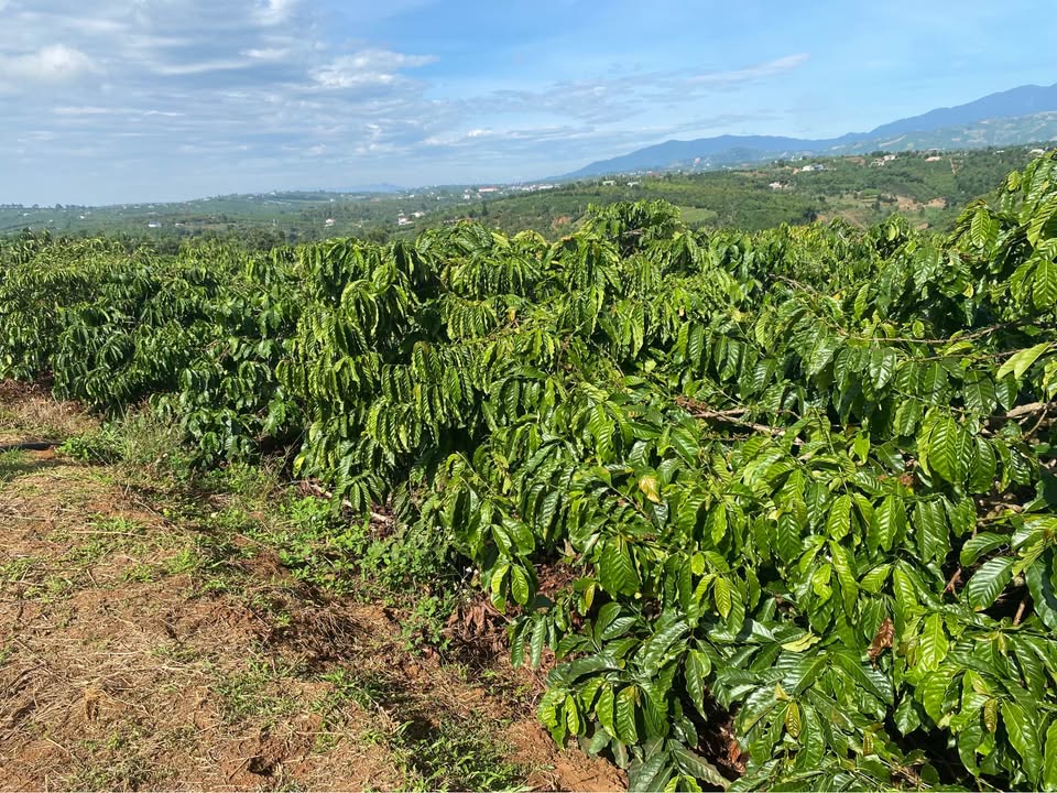 Đất thổ cư Phúc Thọ Lâm Hà 120m² giá thỏa thuận - Đầu tư sinh lời hấp dẫn!