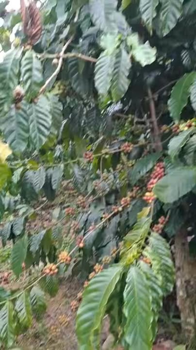 Đất nền 1.6ha tại xã Phúc Thọ Lâm Hà giá 5.1 tỷ - Sổ đỏ chính chủ, điện nước đầy đủ!