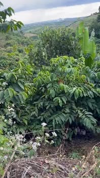 Đất nền Tân Hà Lâm Hà 10.000m² giá 1.8 tỷ - Bám hai mặt đường đẹp