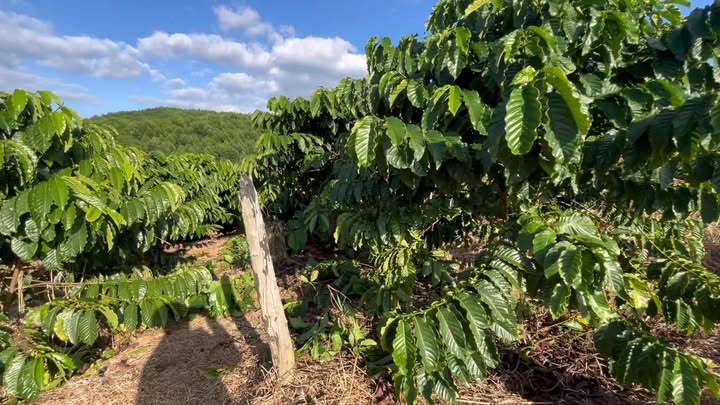 Đất nền 1ha Đăk Nuê Đắk Lắk giá 1.1 tỷ - Cơ hội đầu tư tuyệt vời!