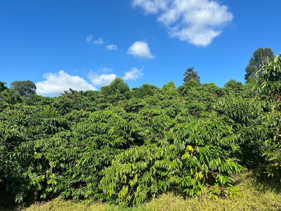 Farm cà phê 1ha tại xã Krông Nô, Đắk Lắk giá 2.6 tỷ - Đã hái trái, thương lượng tốt!