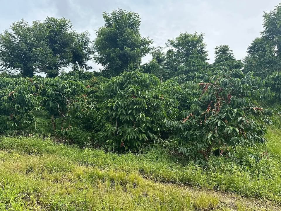 Đất nền Tân Châu, Di Linh 2.7ha giá 6.75 tỷ - Cơ hội đầu tư tuyệt vời!