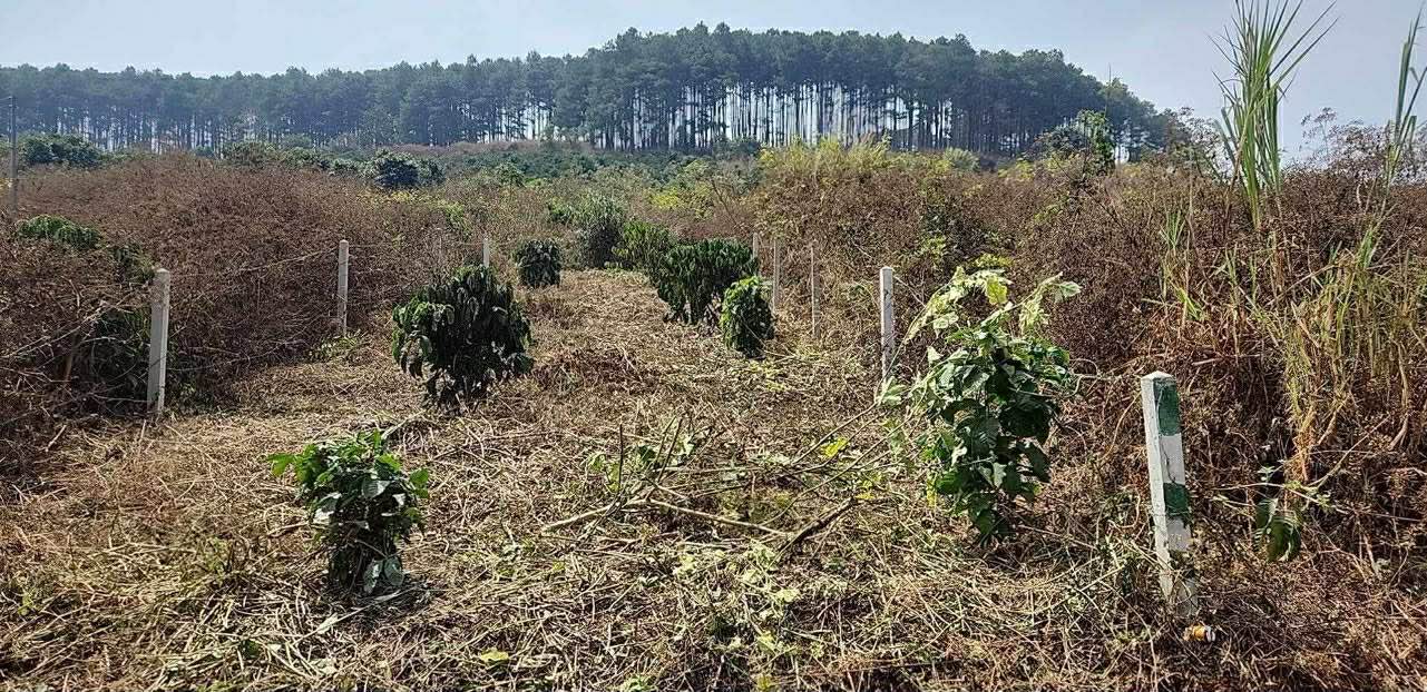 Đất thổ cư 217m² tại Nam Ban, Lâm Đồng - Giá chỉ 750 triệu, bán gấp!