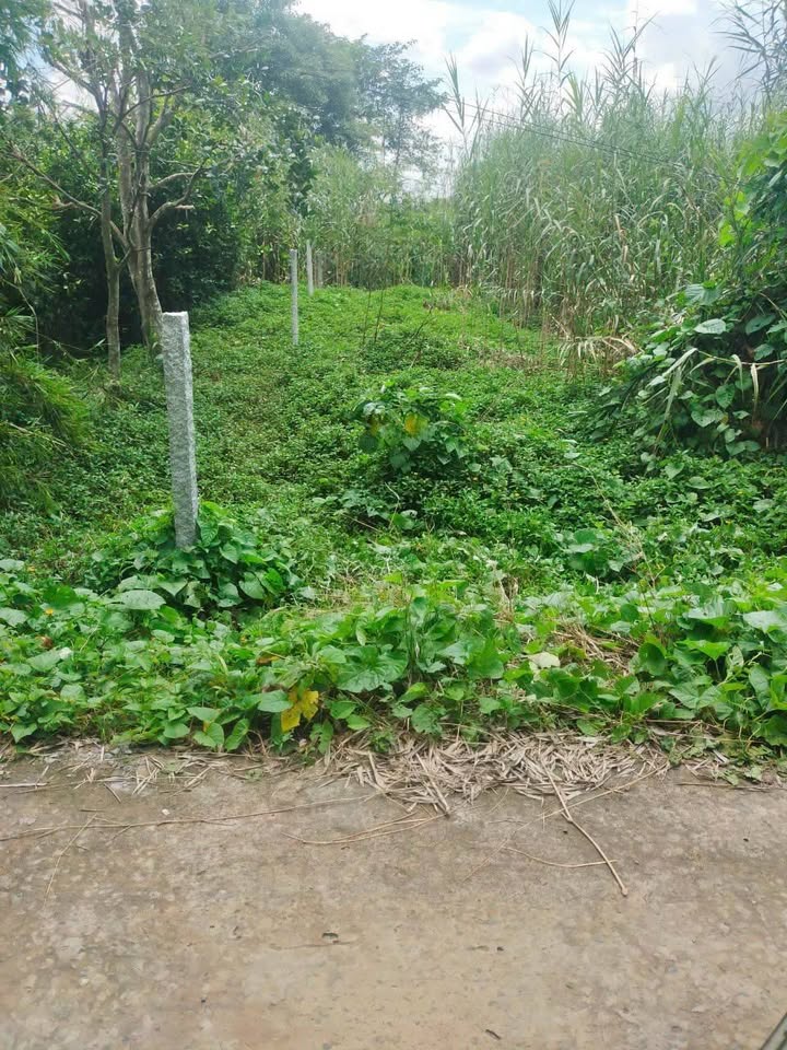 Đất nền phường Mỹ Ngãi 140m² giá chỉ 420 triệu - Mặt tiền lộ đẹp, view sông thoáng mát!