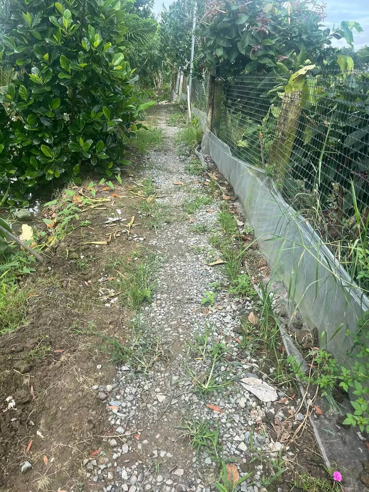 Đất vườn 3192m² tại Bình Hàng Trung, Đồng Tháp - Giá chỉ 1,2 tỷ, sẵn sàng đầu tư!