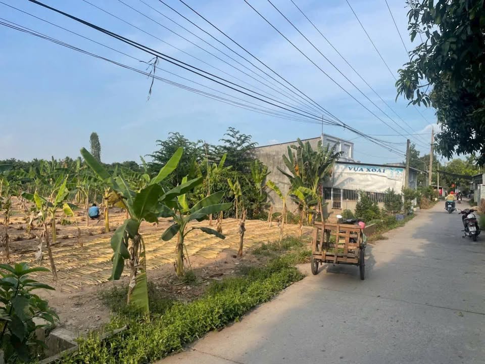 Đất nền Tấn Mỹ, Chợ Mới, An Giang 1355m² giá 1.25 tỷ - Đầu tư sinh lời hấp dẫn!