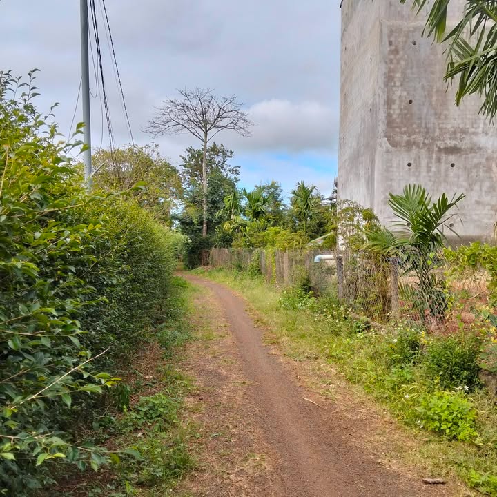 Đất nông nghiệp 16.800m² xã Ea Ning, Cư Kuin - Giá chỉ 1.3 tỷ, view ruộng đẹp!