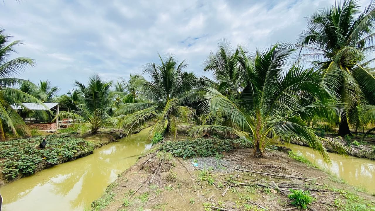 Đất vườn dừa Hữu Định, Châu Thành 1450m² giá 2 tỷ - Cơ hội đầu tư hấp dẫn!