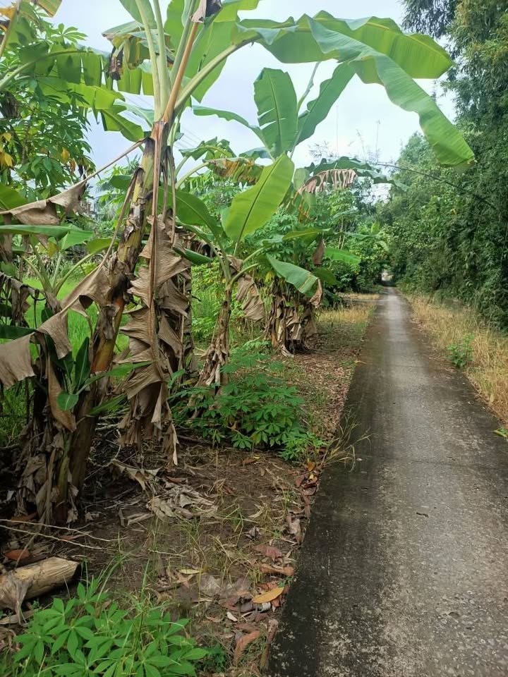 Đất nền vuông vức xã Khánh Bình Đông, Trần Văn Thời, Cà Mau - 20.580m² giá chỉ 2.9 tỷ!