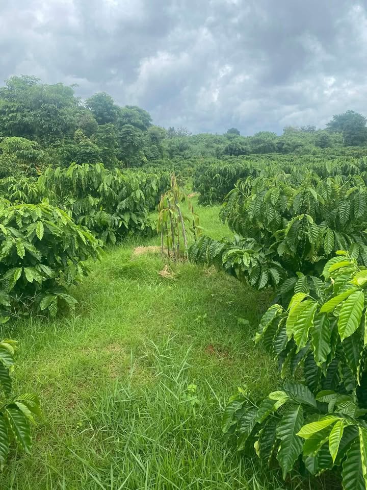 Đất nền Khánh Xuân 840m² giá 500 triệu - Sổ đỏ chính chủ, đường ô tô