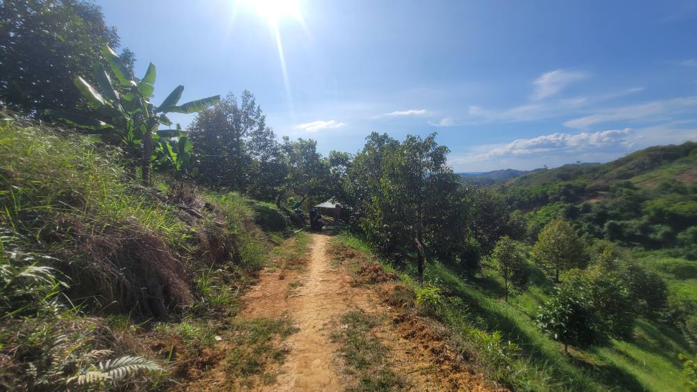 Farm 3ha tại An Nhơn, Đạ Tẻh giá 2.1 tỷ - Đầu tư sinh lời hấp dẫn!