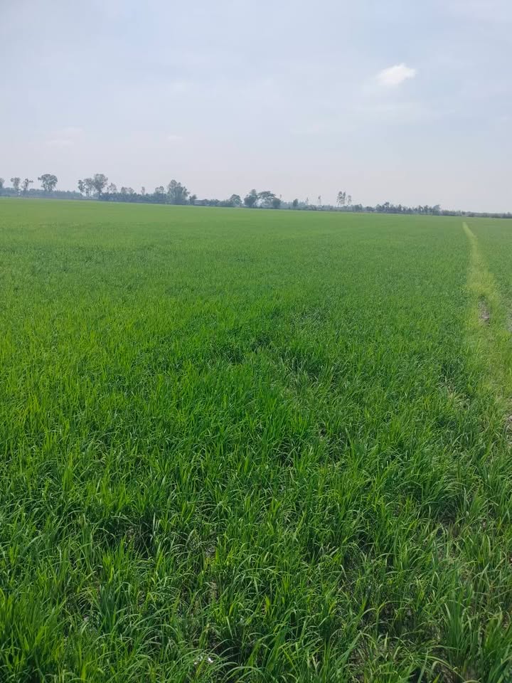 Đất ruộng 10.000m² tại Thanh Mỹ, Tháp Mười giá 3 tỷ - Cơ hội đầu tư tuyệt vời!