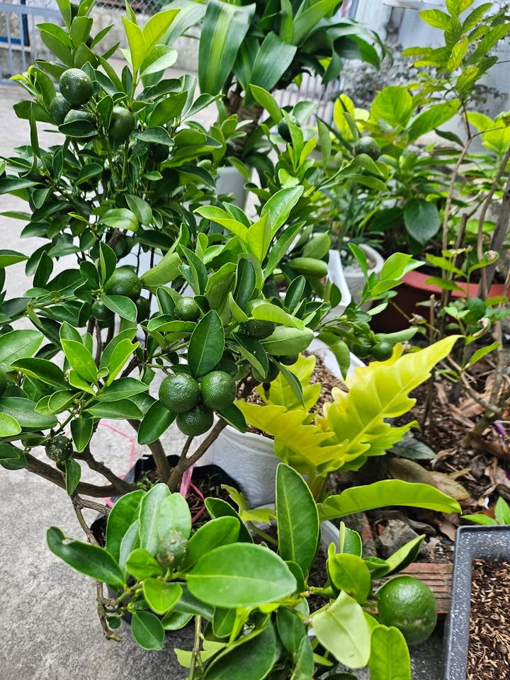 Bán nhà mặt tiền Nguyễn An Ninh 136.7m² - Gần biển và tiện ích