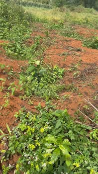 Đất nông nghiệp Ea H'leo 1,2ha giá 850 triệu - Tiềm năng phát triển lớn!