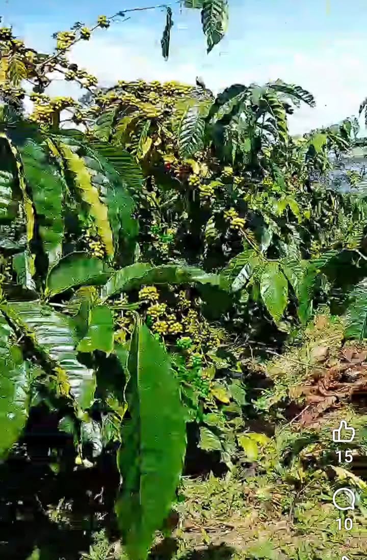 Đất nông nghiệp 1,1ha Đà Loan, Đức Trọng giá 1,2 tỷ - Cơ hội đầu tư hấp dẫn!