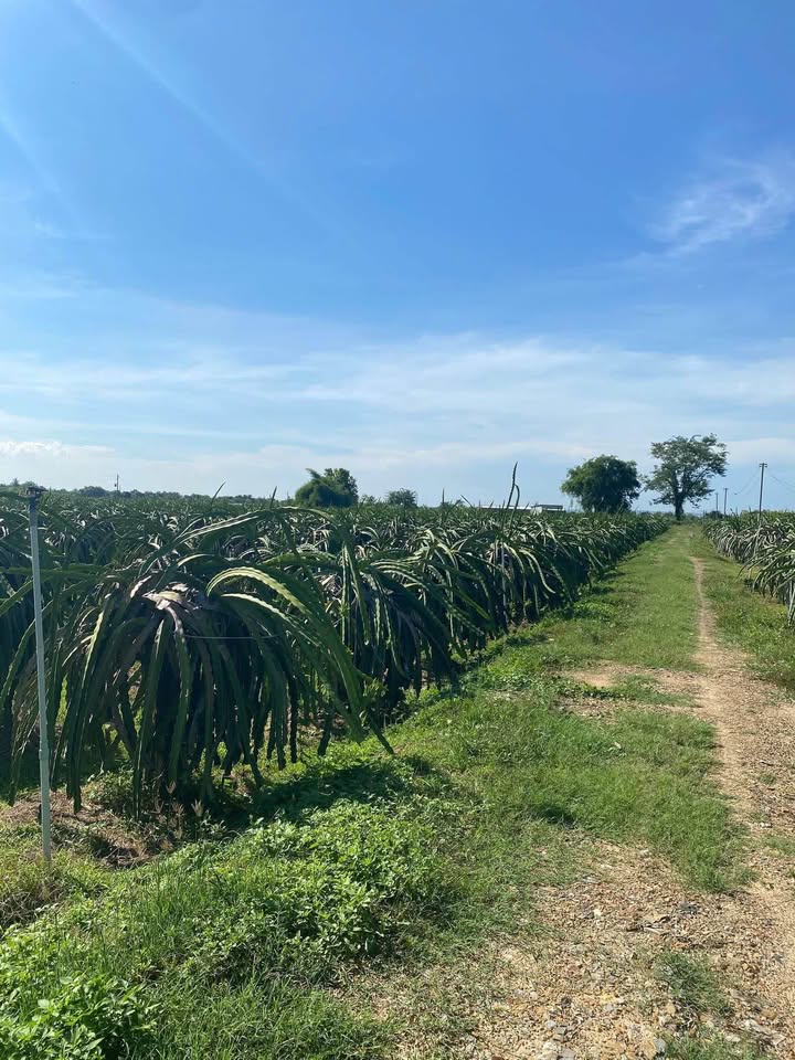 Đất nền thổ cư 540m² tại Hàm Chính, Bình Thuận - Giá chỉ 500 triệu!