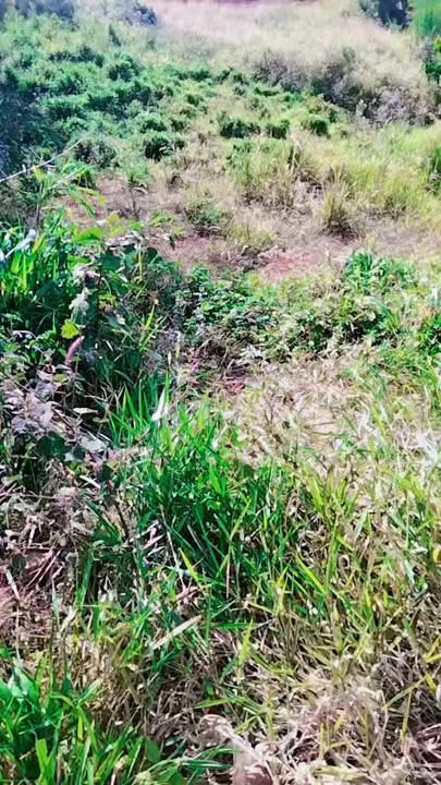 Đất nền 1ha tại Quảng Tâm, Tuy Đức - Giá chỉ 1.25 tỷ, view suối đẹp!