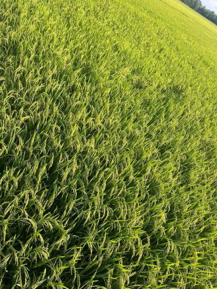 Đất nông nghiệp Vĩnh Phú 108.000m² giá 3.3 tỷ - Cơ hội đầu tư sinh lời!