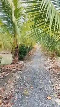 Đất vườn 14.759m² tại Định An - Giá chỉ 7.5 tỷ - Tiềm năng phát triển lớn!