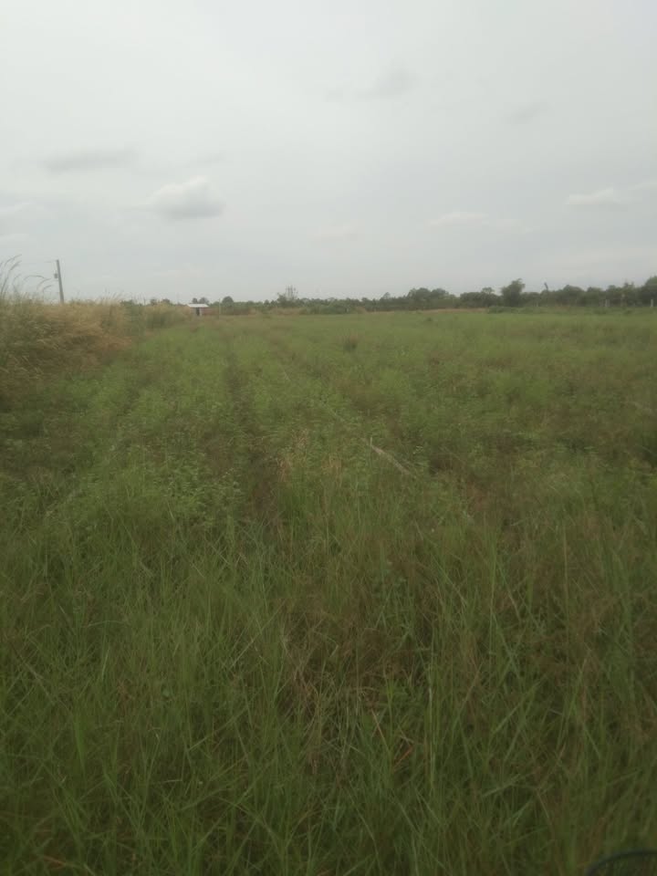 Đất nền Trường Đông, Hòa Thành 1600m² giá 650 triệu - Cơ hội đầu tư hấp dẫn!