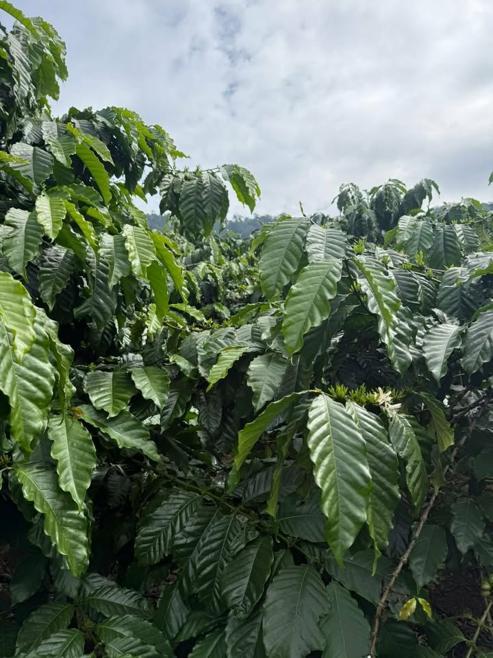 Đất thổ cư 400m² tại Hoài Đức, Lâm Hà - Giá 750 triệu - Chính chủ bán gấp!